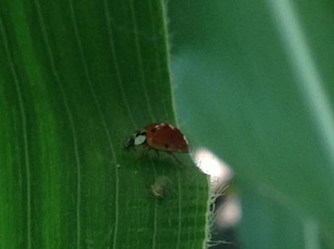 Lady beetle attacking aphids.jpg