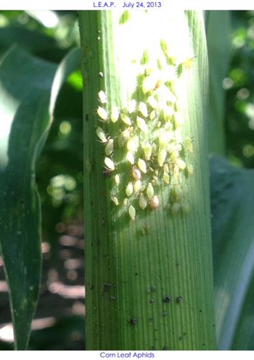 Corn leaf aphids.jpg