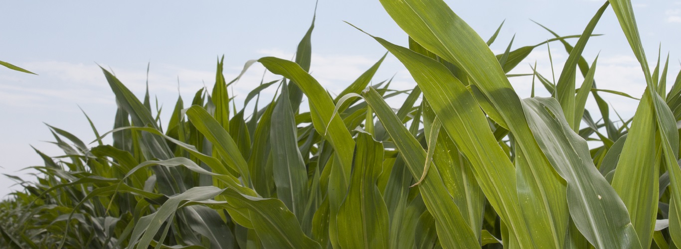 Legend Seeds Your Regional Seed Leader