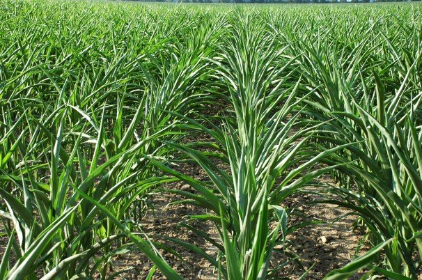 drought stressed corn field.jpg