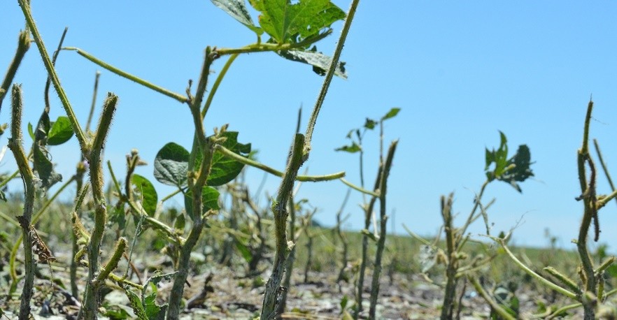 Hail Damaged Soybeans.jpg