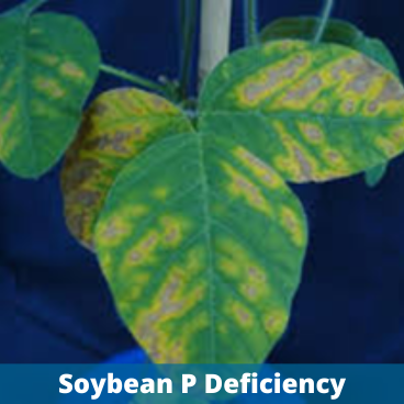 Soybean P Deficiency.png