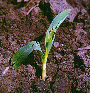 cutworm leaf damage.jpg