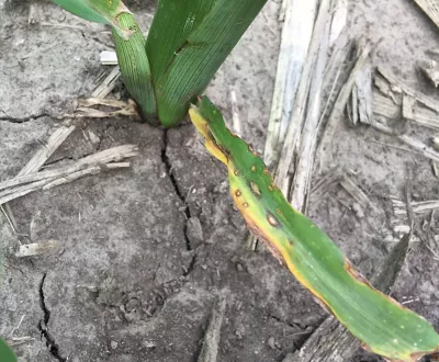 Anthracnose Leaf Blight.png