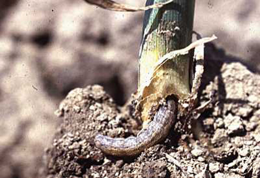 black cutworm larva.jpg