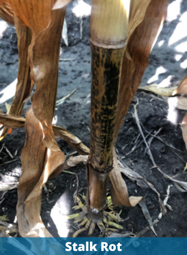 Stalk Rot