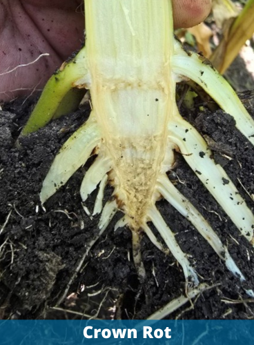 Crown Rot