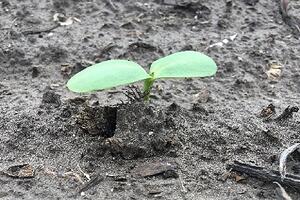 Sunflower in VE stage with cotyledons.jpg