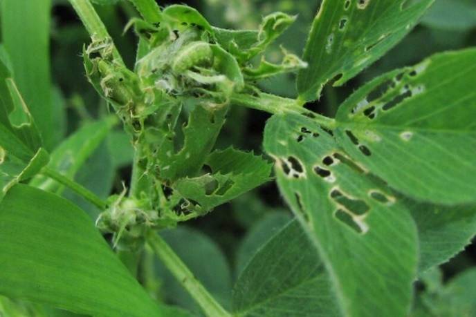 Alfalfa Weevil damage to leaves