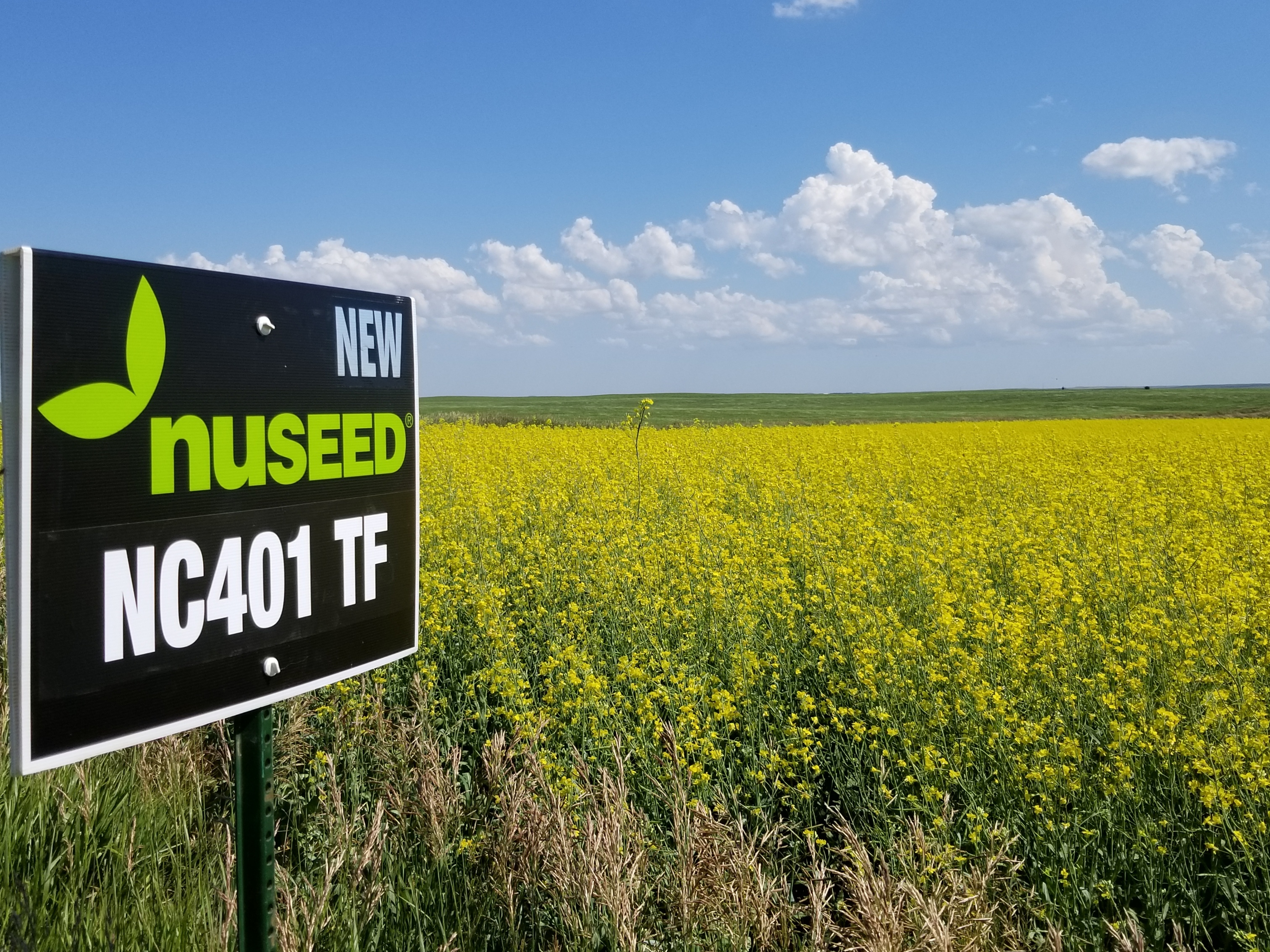 Canola sign.jpg
