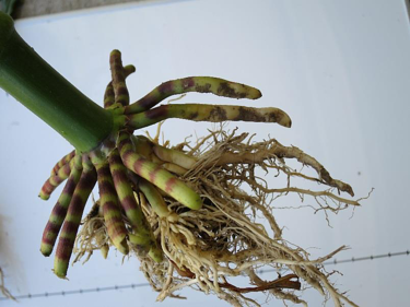 Poor root development in corn