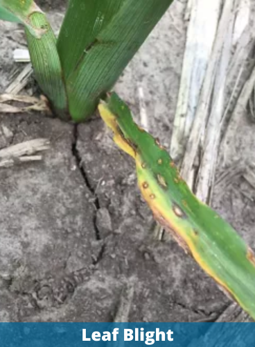 Leaf Blight