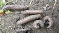 Dingy Cutworms.jpg