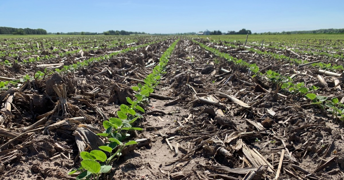 Soybean PreEmergence
