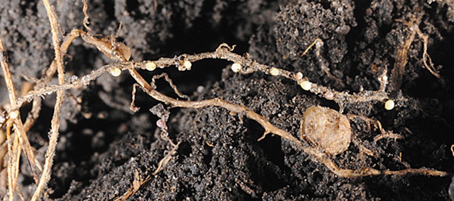 Soybean Cyst Nematode