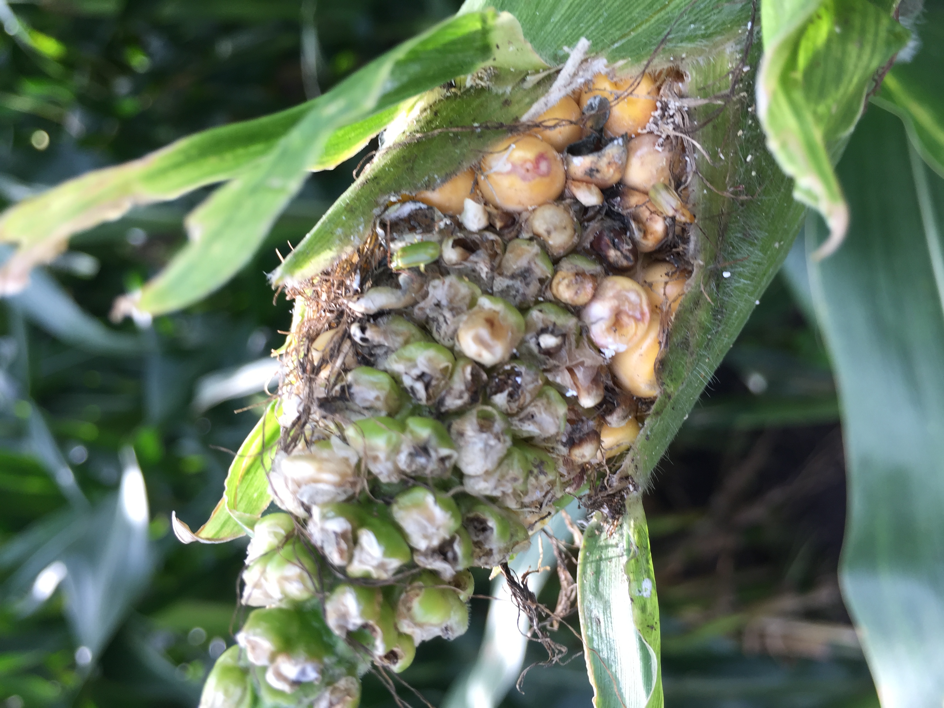 infected ear of corn with corn root worm beetles