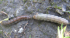 Redback and Darksided Cutworm.jpg