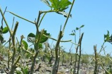 Hail Damaged Soybeans2.jpg