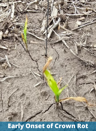 Early Onset of Crown Rot