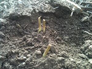 Cutworm damage on sunflower seedlings.jpg