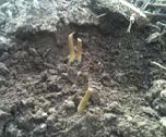 Sunflowers damaged by cutworms at the soil surface.jpg
