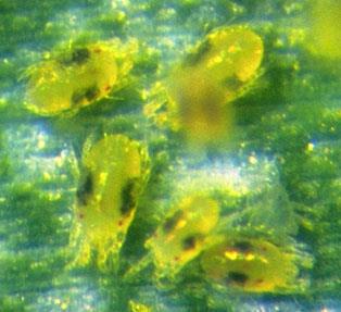 Magnified image of two-spotted spider mites