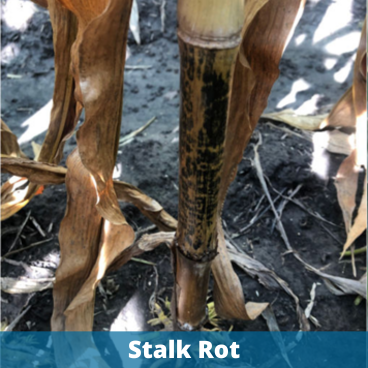 Anthracnose Stalk Rot.png