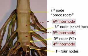 Nodes