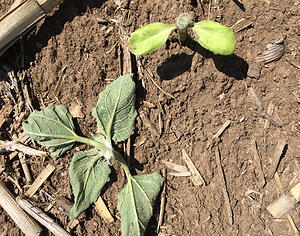 Cutworm damage at V4 stage.jpg