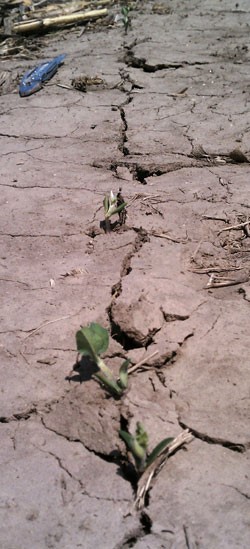 Figure 1. Uneven soybean emergence in crusted soil in south central Nebraska