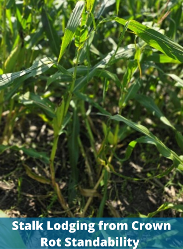 Stalk Lodging from Crown Rot Standability 