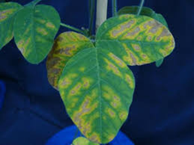 Soybean P Deficiency.png