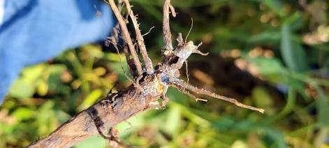 Blue fungal spores on soybean roots under high moisture