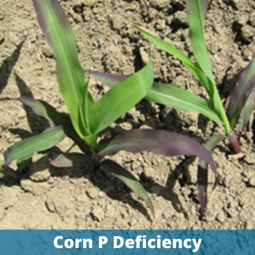 Corn P Deficiency.png