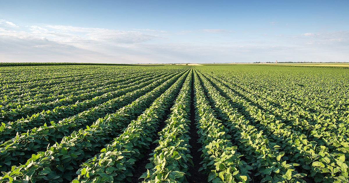 Soybean Seed