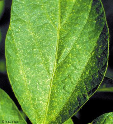 spider mite damage on soybean leaf