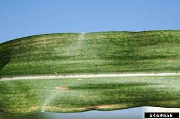 spider mite damage on corn leaf