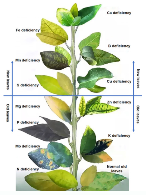 Soybean Nutrient Deficiencies.png